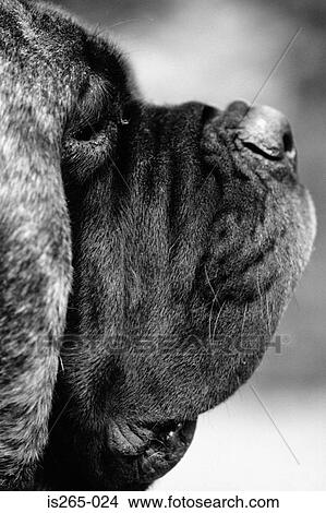 Profile of a mastiff View Large Photo Image Picture - Profile of a mastiff. Fotosearch