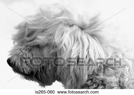 Profile of a Wheaton terrier View Large Photo Image Stock Image - Profile of a Wheaton terrier. Fotosearch
