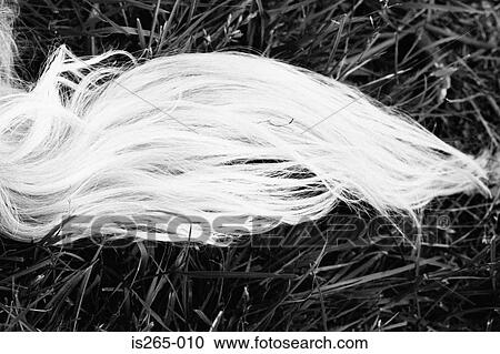 Stock Image - Tail of a long-haired dog. Fotosearch