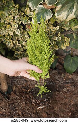 Person planting a small tree View Large Photo Image Stock Photo - Person planting a small tree. Fotosearch