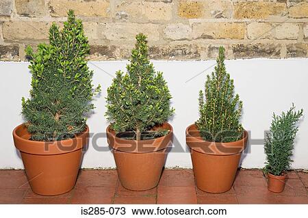 Stock Image - Plants in pots. Fotosearch