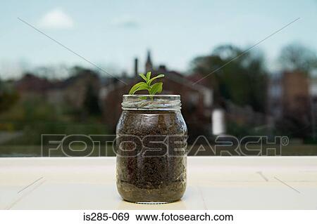 Seedling in a jar View Large Photo Image Stock Photo - Seedling in a jar. Fotosearch