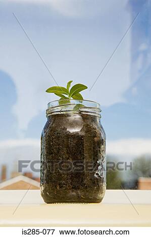 Stock Photo - Seedling on a windowsill. Fotosearch