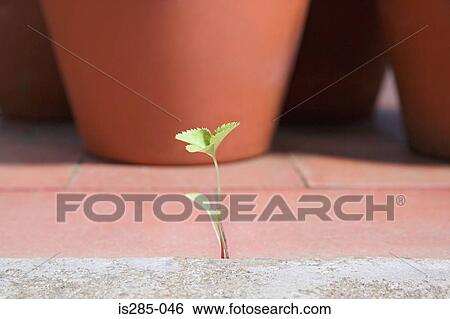 Stock Photograph - Shoot growing through patio. Fotosearch