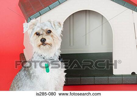 Stock Image - Terrier and kennel. Fotosearch
