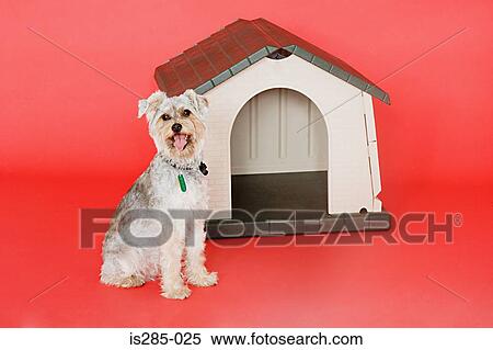 Stock Photography - Terrier and kennel. Fotosearch