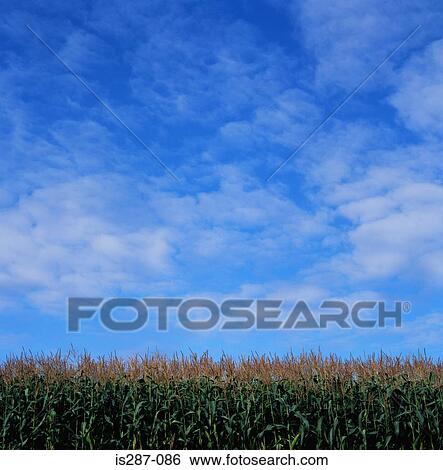 Corn field View Large Photo Image Stock Photograph - Corn field. Fotosearch