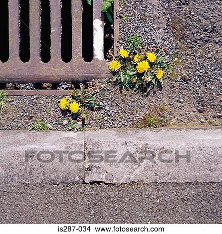 Dandelions growing in road View Large Photo Image Picture - Dandelions growing in road. Fotosearch