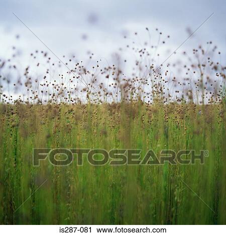 Field of seed pods View Large Photo Image Stock Image - Field of seed pods. Fotosearch