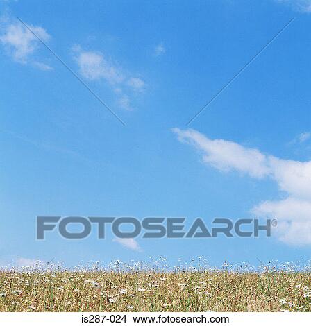 Field of wildflowers View Large Photo Image Picture - Field of wildflowers. Fotosearch
