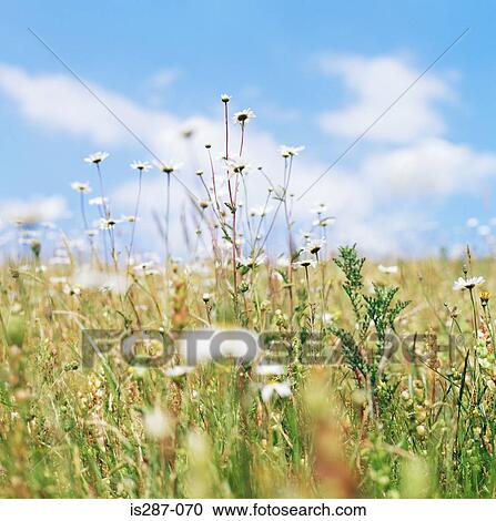 Field of wildflowers View Large Photo Image Stock Image - Field of wildflowers. Fotosearch