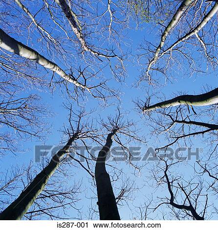 Stock Image - Looking up to sky through trees. Fotosearch