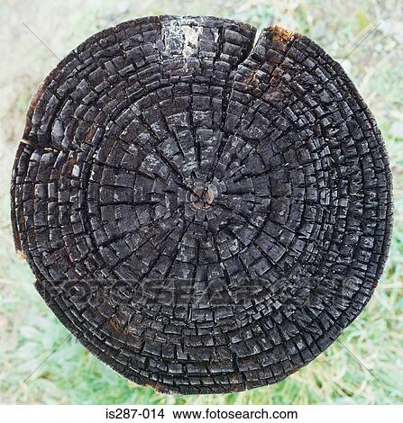 Picture - Old tree stump. Fotosearch