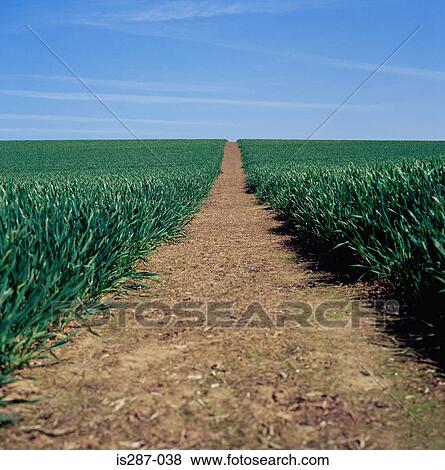 Path through a field View Large Photo Image Stock Photo - Path through a field. Fotosearch