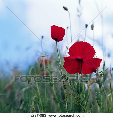 Poppies View Large Photo Image Stock Image - Poppies. Fotosearch