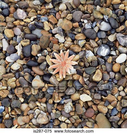 Starfish on pebble beach View Large Photo Image Stock Photography - Starfish on pebble beach. Fotosearch