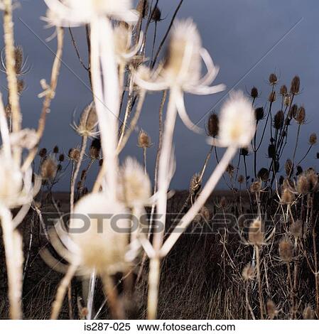 Teasels View Large Photo Image Stock Photography - Teasels. Fotosearch