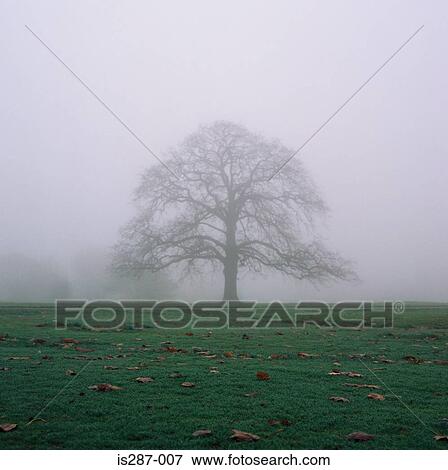 Stock Photo - Tree in the mist. Fotosearch