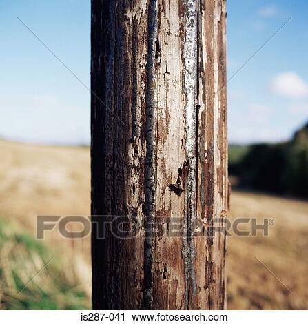 Wooden pole View Large Photo Image Stock Image - Wooden pole. Fotosearch