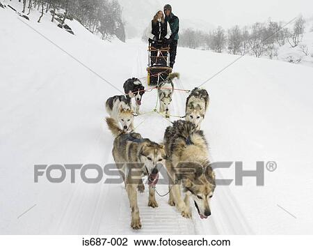 Couple riding a dog sled View Large Photo Image Stock Image - Couple riding a dog sled. Fotosearch