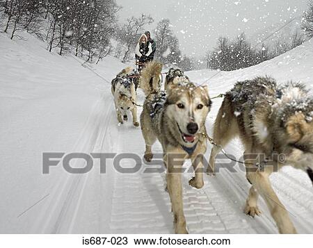 Couple riding a dog sled View Large Photo Image Stock Image - Couple riding a dog sled. Fotosearch