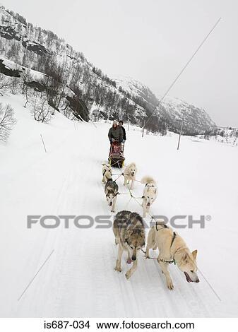 Family on a dog sled View Large Photo Image Picture - Family on a dog sled. Fotosearch