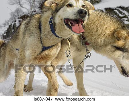 Stock Photo - Huskies. Fotosearch