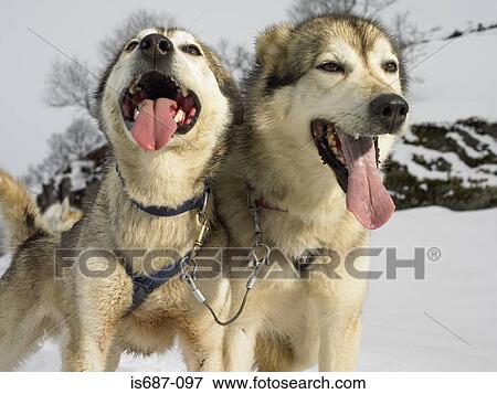 Huskies View Large Photo Image Stock Photo - Huskies. Fotosearch