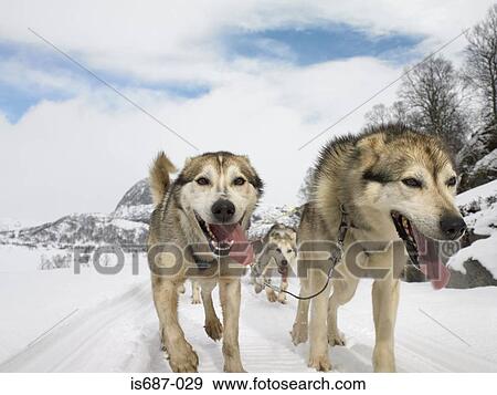 Stock Photo - Huskies trekking in the snow. Fotosearch