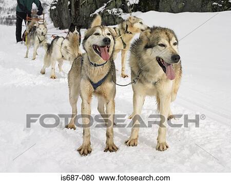 Huskies with dog sled View Large Photo Image Stock Image - Huskies with dog sled. Fotosearch