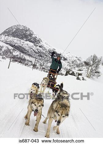 Stock Image - Man on a dog sled. Fotosearch