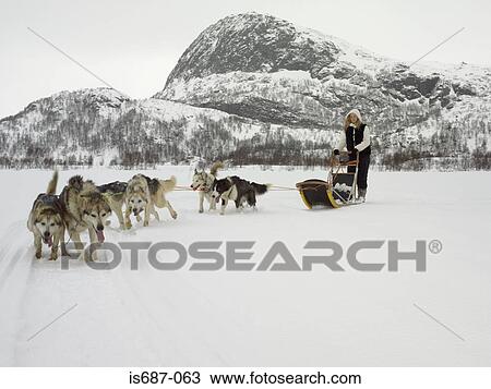 Woman on a dog sled View Large Photo Image Stock Image - Woman on a dog sled. Fotosearch