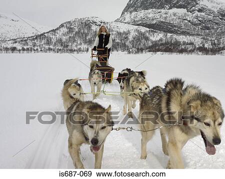 Woman on a dog sled View Large Photo Image Stock Photo - Woman on a dog sled. Fotosearch
