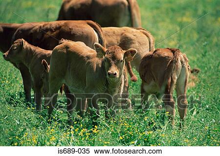 A herd of cows View Large Photo Image Stock Photography - A herd of cows. Fotosearch