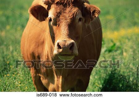 Cow View Large Photo Image Stock Photo - Cow. Fotosearch