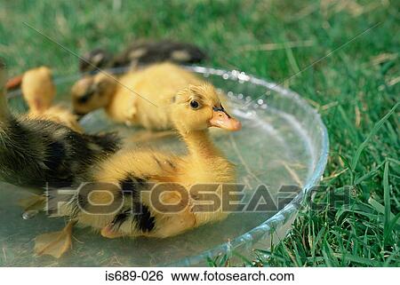Stock Photograph - Duckling in a dish of water. Fotosearch