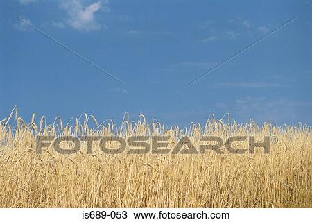 Field of wheat View Large Photo Image Stock Image - Field of wheat. Fotosearch