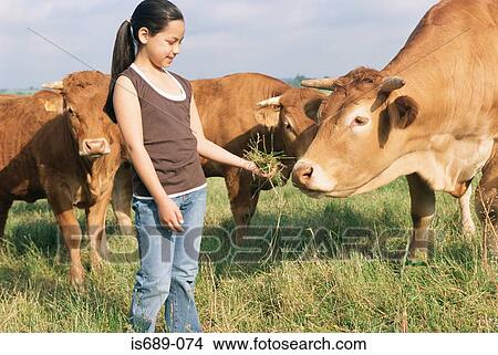 Picture - Girl feeding cow. Fotosearch
