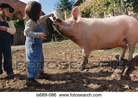 Stock Photograph - Girl feeding grapes to a pig. Fotosearch