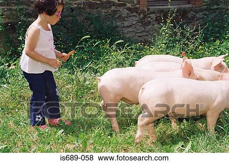 Girl following a group of pigs View Large Photo Image Stock Photo - Girl following a group of pigs. Fotosearch