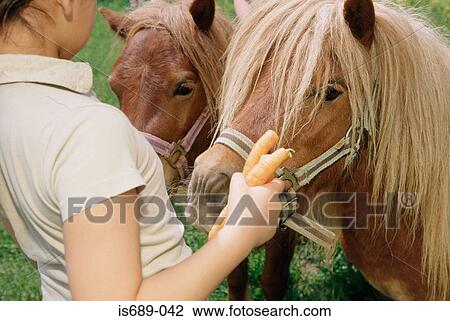 Girl with two ponies View Large Photo Image Stock Image - Girl with two ponies. Fotosearch