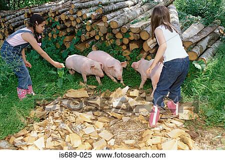 Girls feeding pigs View Large Photo Image Stock Photography - Girls feeding pigs. Fotosearch