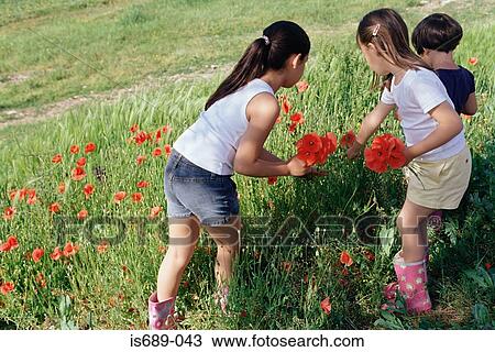 Stock Image - Girls picking poppies. Fotosearch