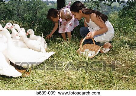 Girls picking up goose eggs View Large Photo Image Stock Photo - Girls picking up goose eggs. Fotosearch