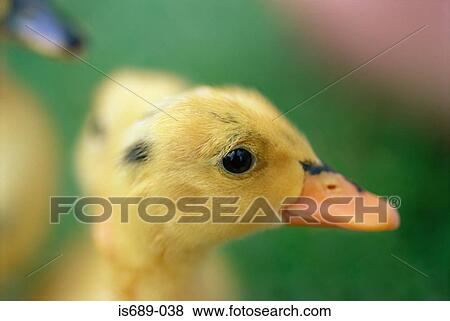 Stock Photo - Head of a duckling. Fotosearch