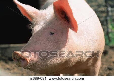 Stock Image - Pig. Fotosearch