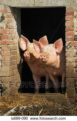 Stock Image - Pigs looking out of pigpen. Fotosearch