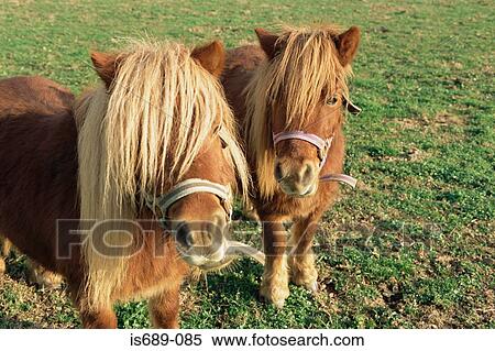 Stock Photography - Shetland ponies. Fotosearch