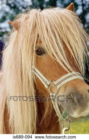 Shetland pony View Large Photo Image Picture - Shetland pony. Fotosearch