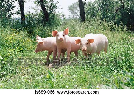 Stock Photograph - Three pigs in a meadow. Fotosearch